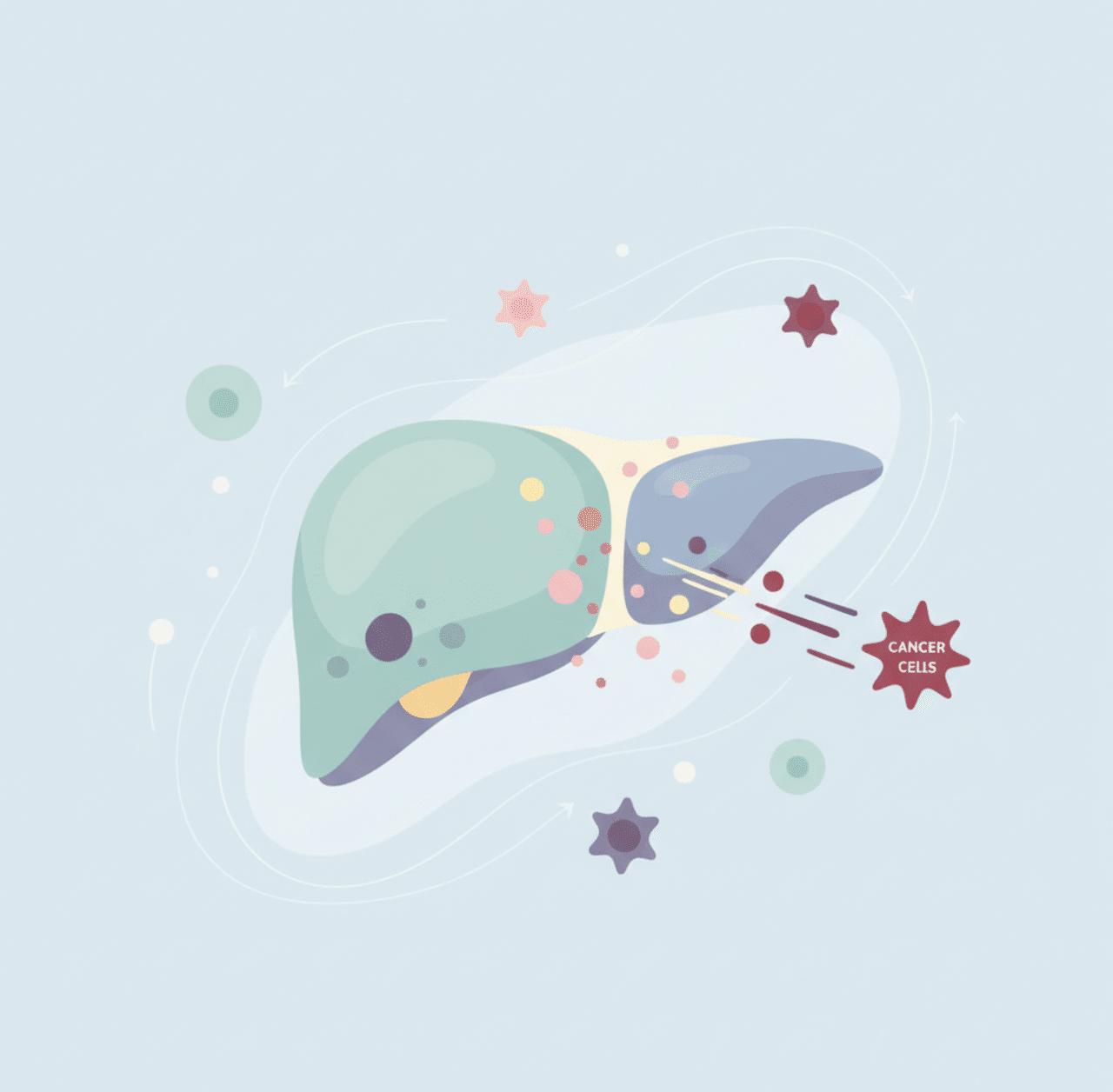 老化した肝臓が「がん転移」を加速する——老化細胞が放出する微小粒子の驚くべきメカニズム