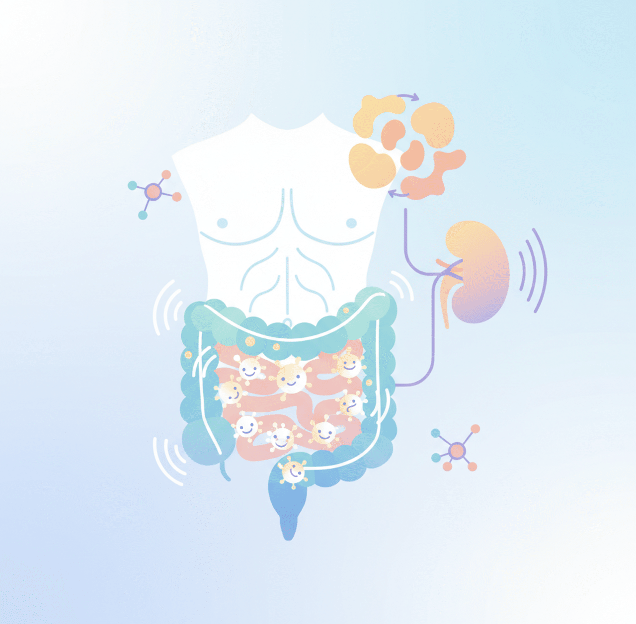 腸内の「善玉菌」がループスの腎障害を軽減——マルチオミクスが解き明かす腸と自己免疫の新たなつながり