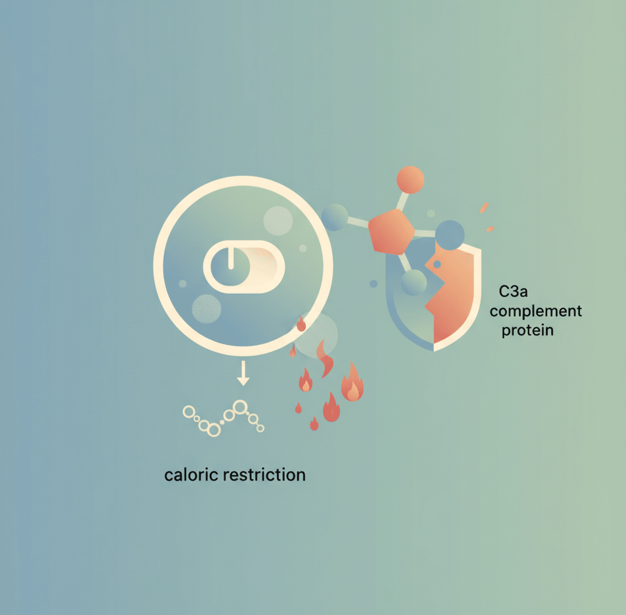 カロリー制限が「老化の炎症スイッチ」を切る——補体タンパク質C3aが慢性炎症の鍵だった