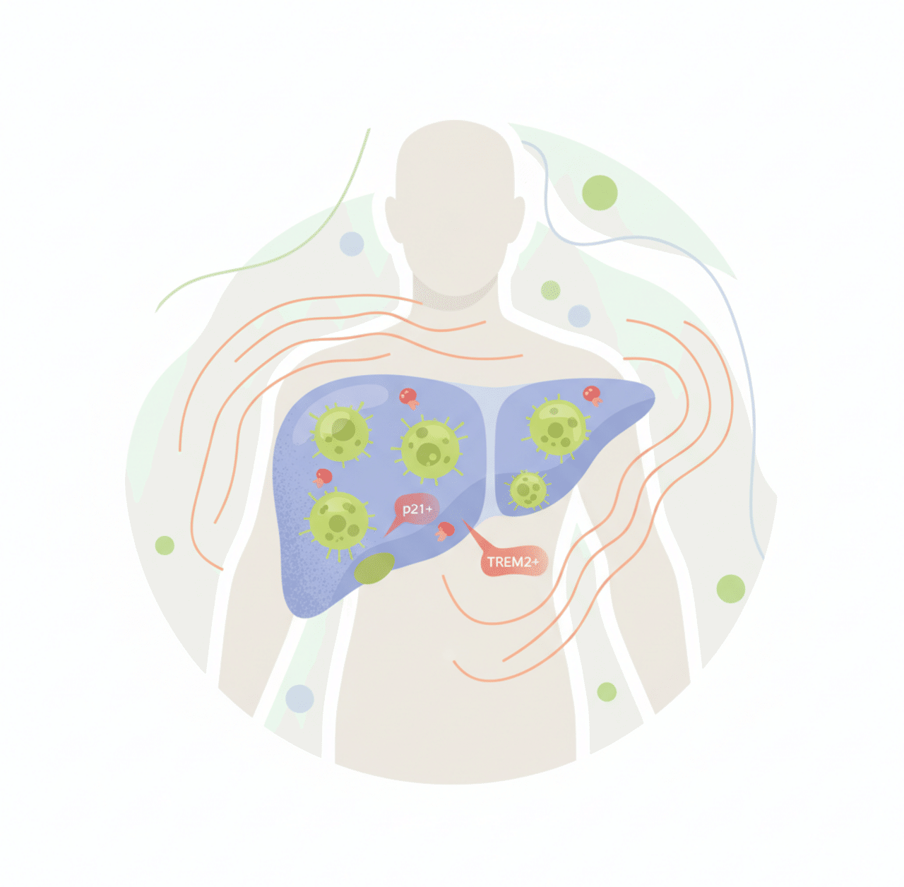 老化した肝臓に潜む「ゾンビ免疫細胞」——p21+TREM2+マクロファージが全身の慢性炎症を駆動する新発見