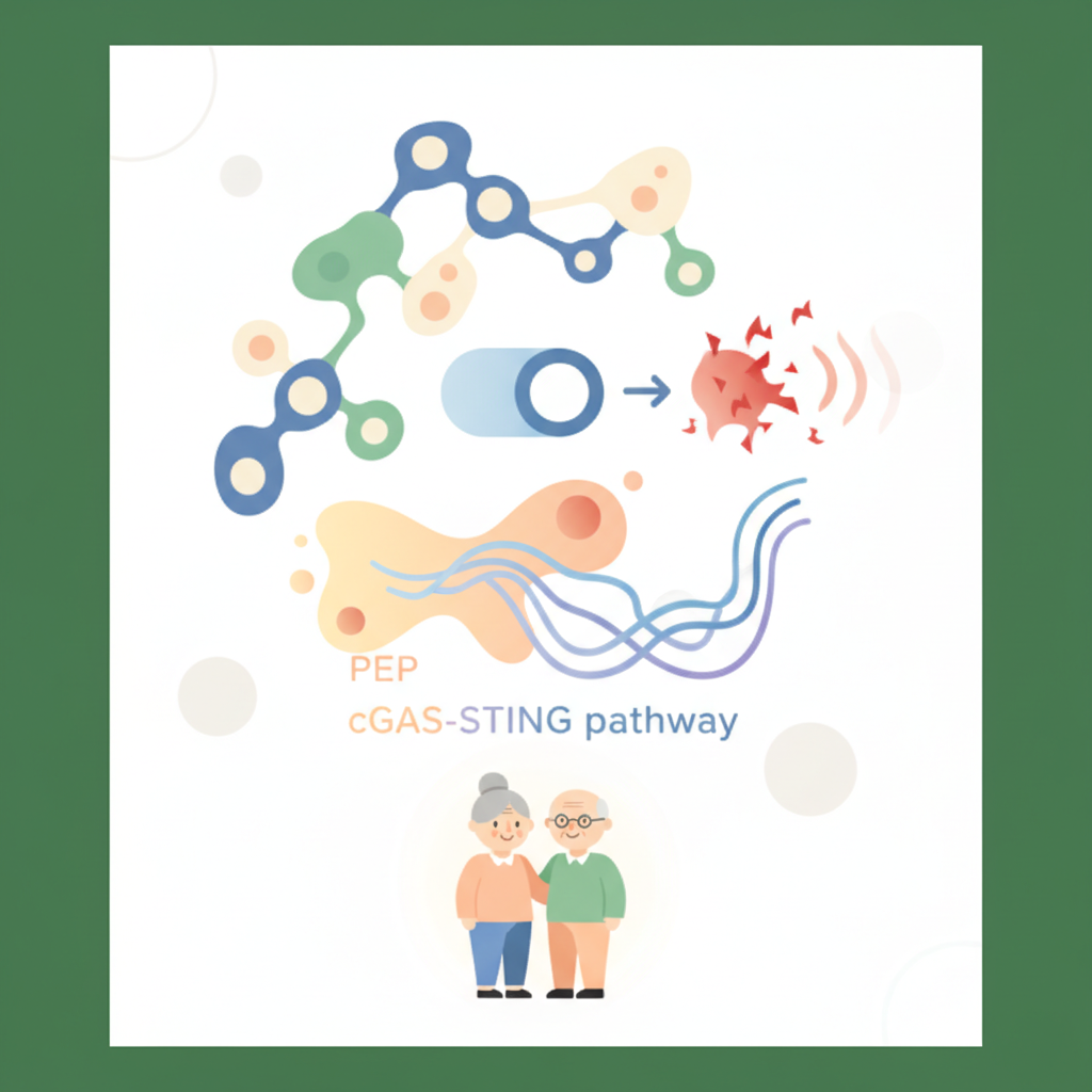 老化の「炎症スイッチ」を切る代謝物質——解糖系の代謝物PEPがcGAS-STING経路を抑え健康長寿を後押しする